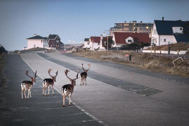 Apartamento Beach&dunes Zandvoort